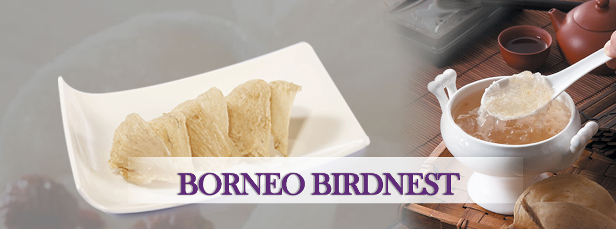 Borneo Birdnest